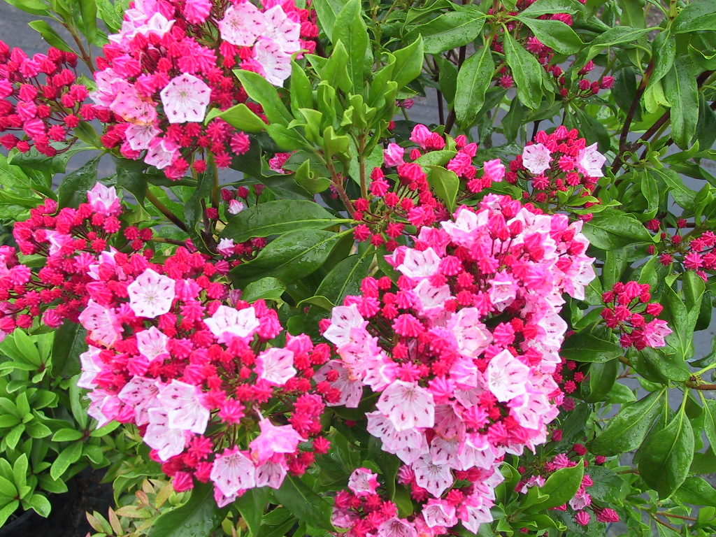Kalmia latifolia Ostbo Red.jpg